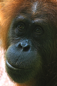 Orangutang